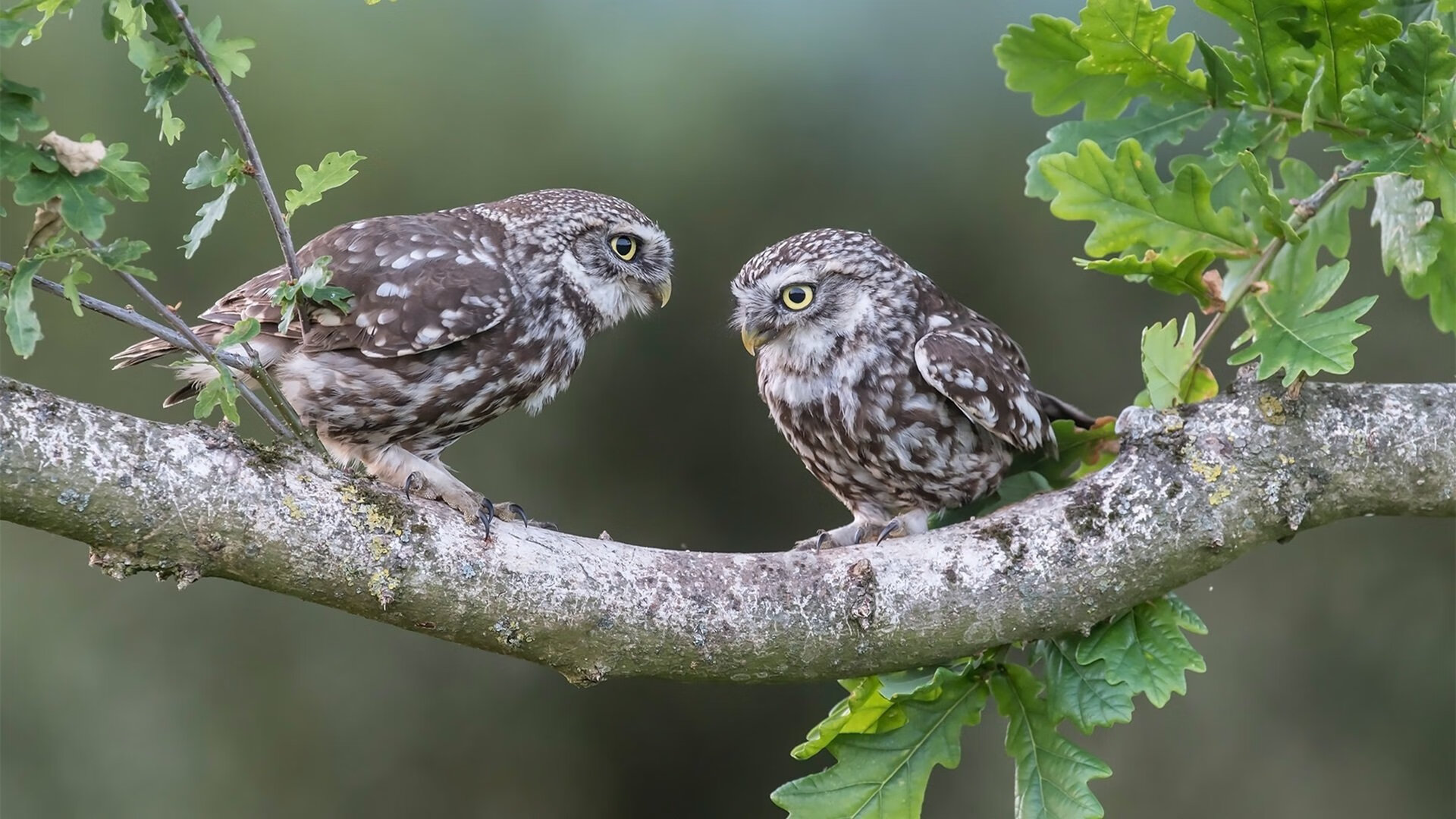 利拉德时刻，撕裂麦迪逊的寂静